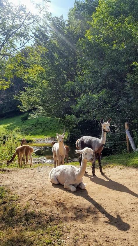 Quins La Ferme Des Andes - Gite L'Atelier מראה חיצוני תמונה